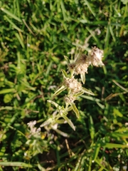 Gamochaeta pensylvanica