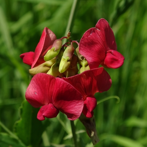 Lathyrus rotundifolius