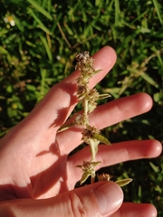 Gamochaeta pensylvanica