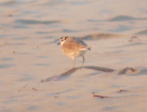 iNaturalist image