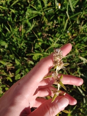 Gamochaeta pensylvanica