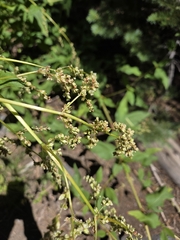 Koenigia phytolaccifolia