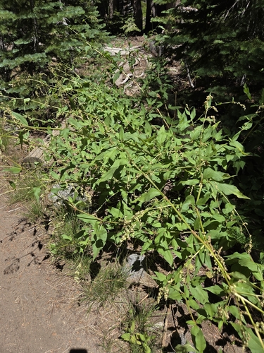 Koenigia phytolaccifolia, photograph 2