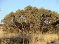 Eucalyptus socialis eucentrica