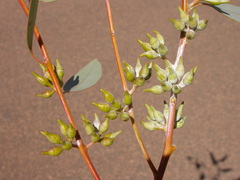 Eucalyptus socialis eucentrica