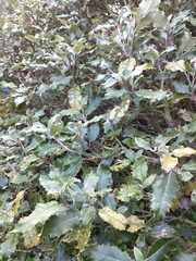 Olearia × macrodonta