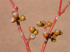 Eucalyptus socialis eucentrica