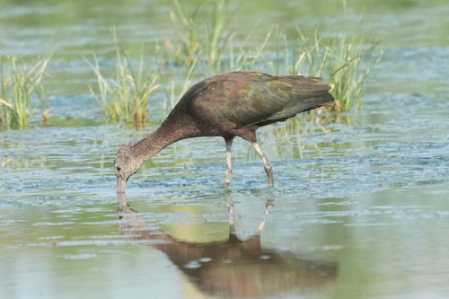 iNaturalist image