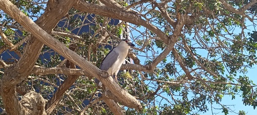 iNaturalist image
