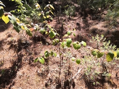 Magnoliopsida