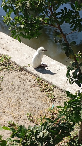 iNaturalist image
