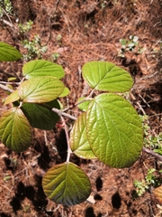 Magnoliopsida