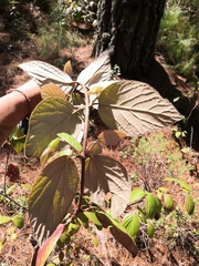 Magnoliopsida