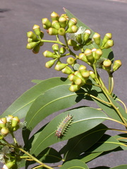 Corymbia bloxsomei