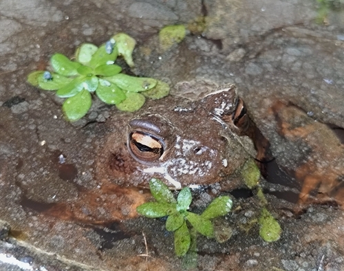 European Toad