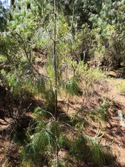 Pinus patula