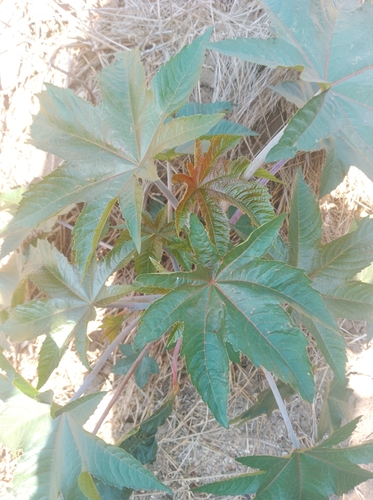 castor bean