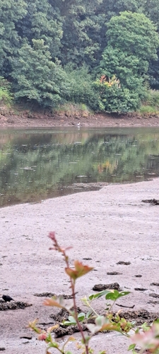 iNaturalist image