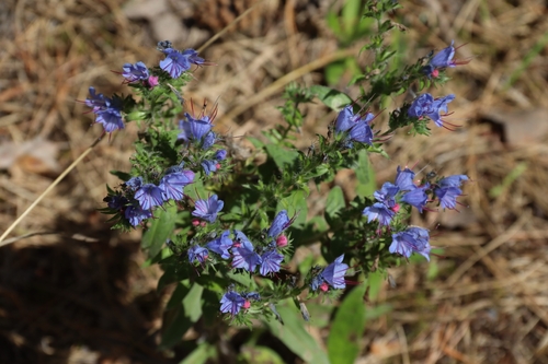 viper's-bugloss