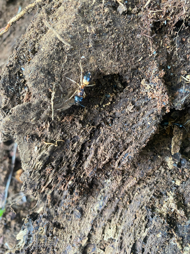 Banded Sugar Ant