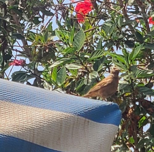 House Bunting