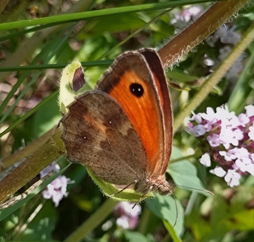 Gatekeeper