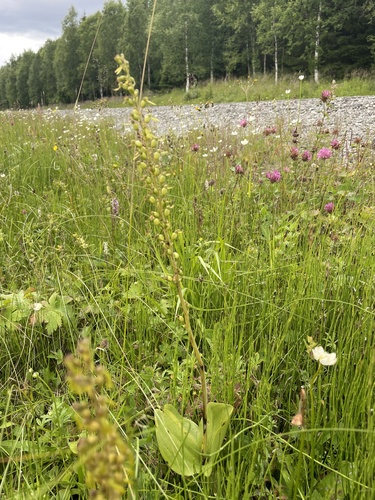 Common Twayblade