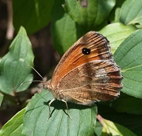 Gatekeeper