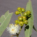 Corymbia watsoniana - Photo (c) Dean Nicolle, some rights reserved (CC BY-NC), uploaded by Dean Nicolle