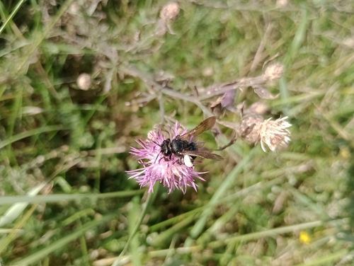Black Mining Bee