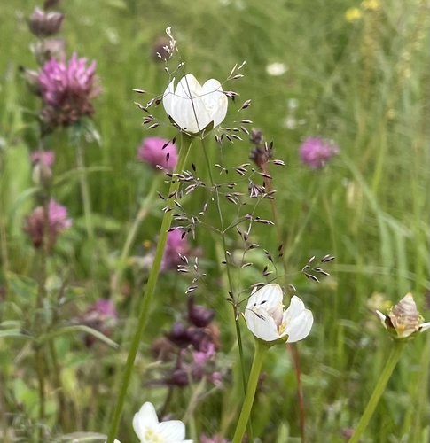 marsh grass-of-Parnassus
