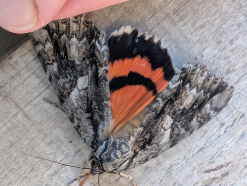 Mother Underwing Moth photo 5