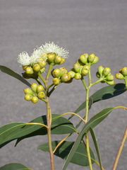 Corymbia bunites
