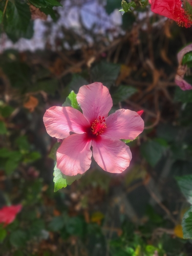 Tricolor Hibiscus