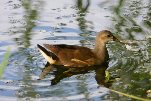 iNaturalist image