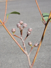 Corymbia bunites