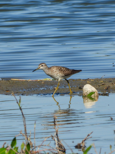 iNaturalist image