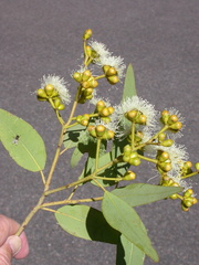 Corymbia scabrida