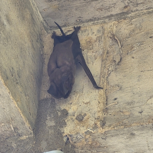 Eumops perotis observed 2026-07-27