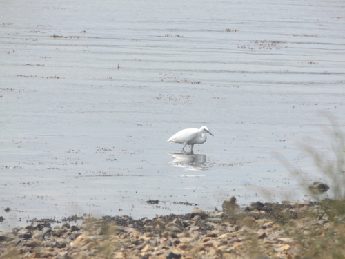 iNaturalist image