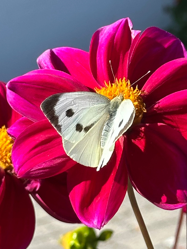 Large White