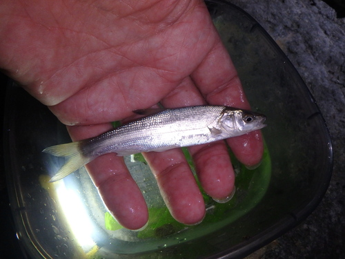 Pacific redfin (Tribolodon brandtii) — Cyprinidae — 3