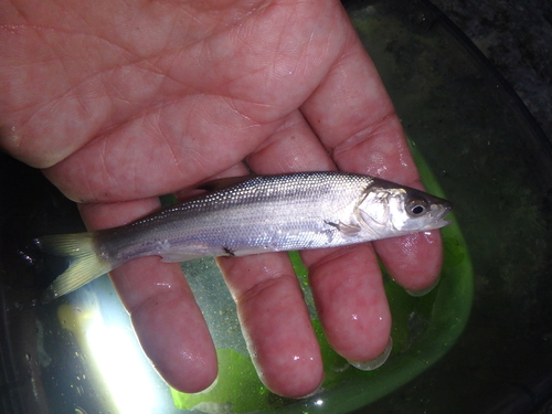 Pacific redfin (Tribolodon brandtii) — Cyprinidae — 5