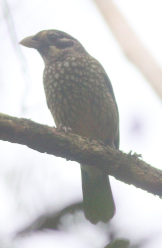 Spotted Catbird (Ailuroedus maculosus), photo 5
