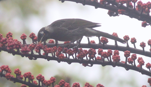 Bridled Honeyeater (Bolemoreus frenatus), photo 4