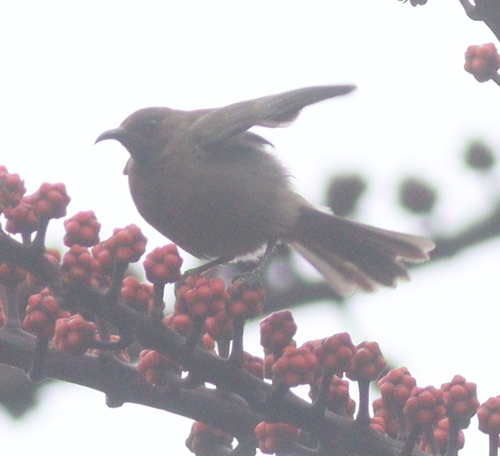 Dusky Myzomela (Myzomela obscura), photo 6