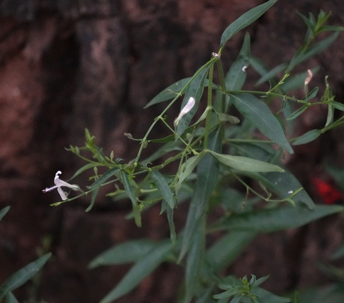 Andrographis paniculata, photograph 1