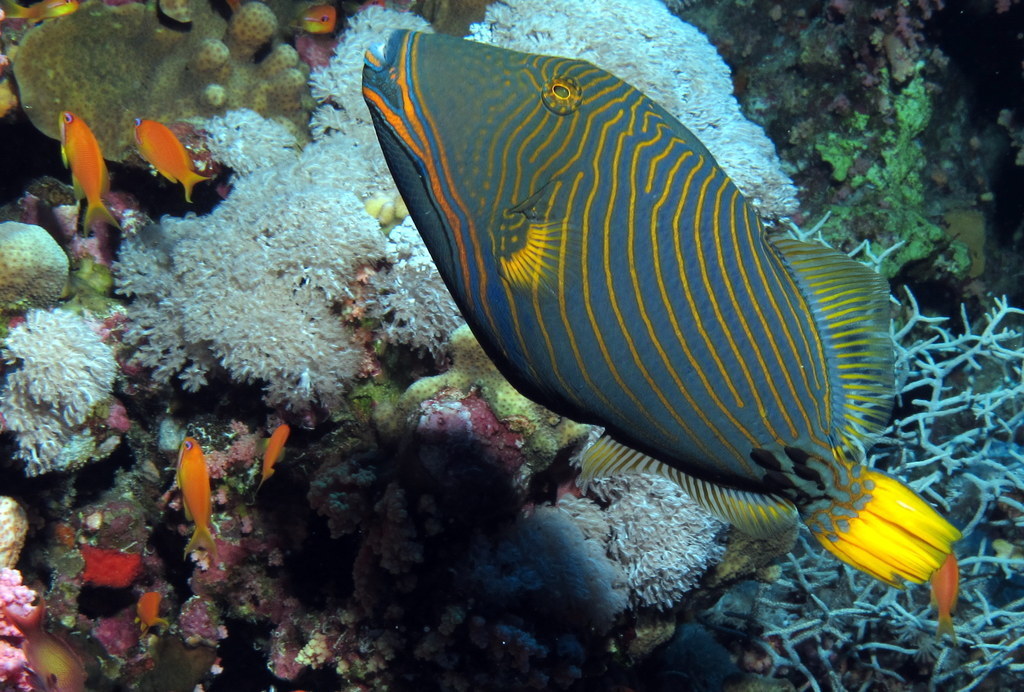 Orange-lined triggerfish