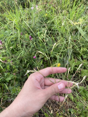Silene italica, photograph 6