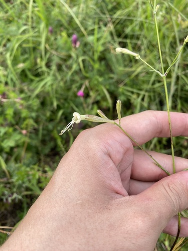 Silene italica, photograph 4